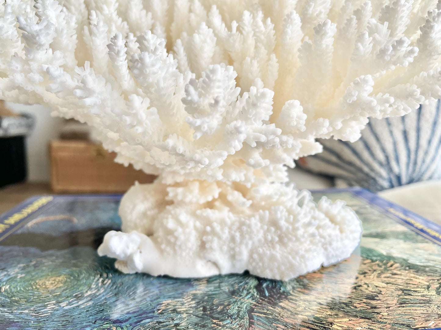 Genuine 100% Natural TABLE CORAL 11.5" x 8.5" x 7.5" White Fossil Specimen Coastal Beach House Décor