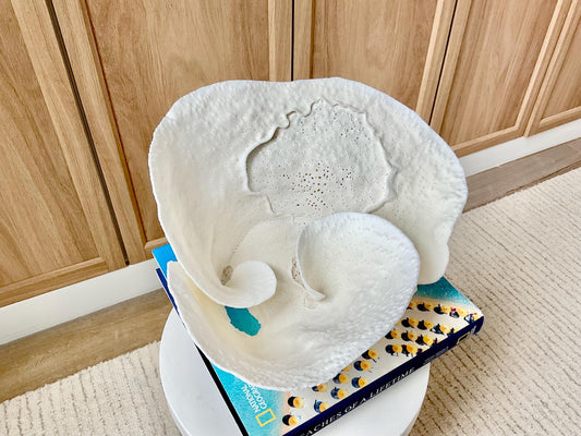 Genuine 11" Wide Sea Spiral CUP CORAL 100% Natural Ocean Reef Centerpiece Coastal Beach Ocean Décor Nautical Display Fossil White