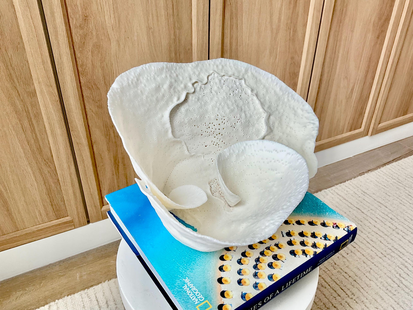 Genuine 11" Wide Sea Spiral CUP CORAL 100% Natural Ocean Reef Centerpiece Coastal Beach Ocean Décor Nautical Display Fossil White