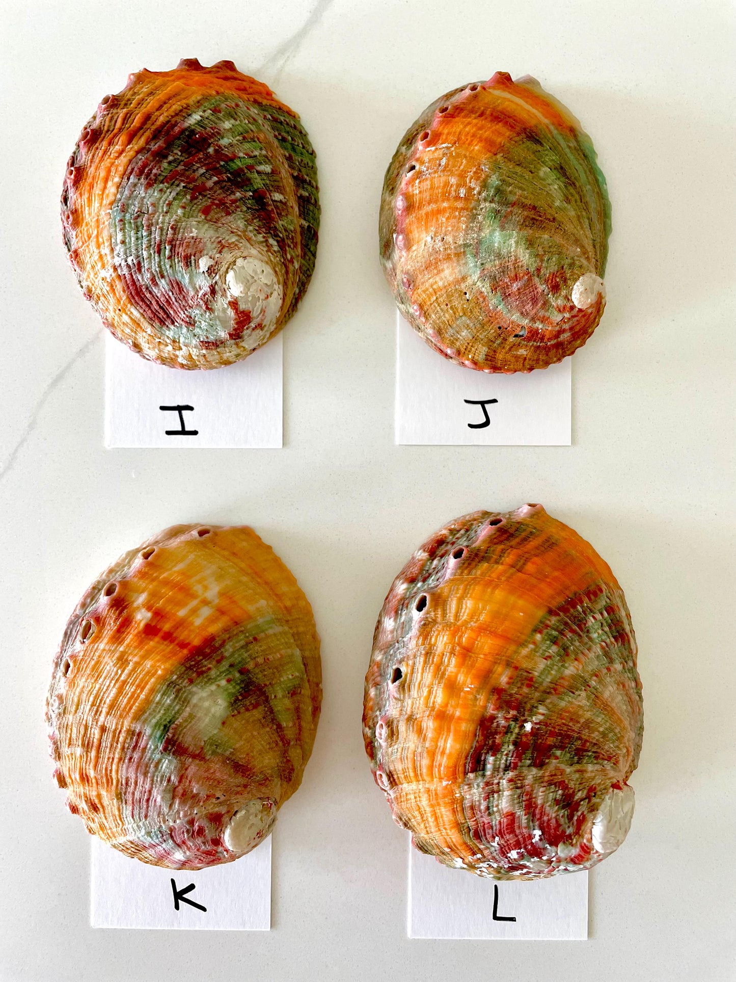 BANDED CHINO ABALONE Shells 3-3.5" Green Red Orange Striped Coastal Décor