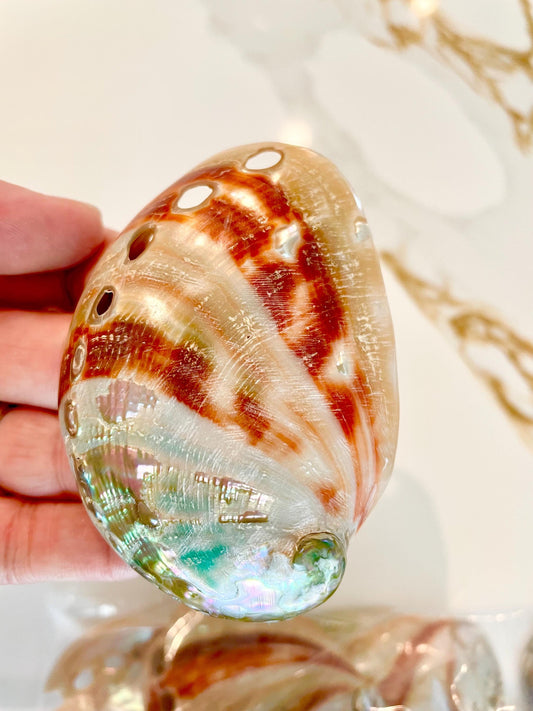 POLISHED RED ABALONE Shells 3-3.5" Display Seashell Coastal Décor Sage Dish