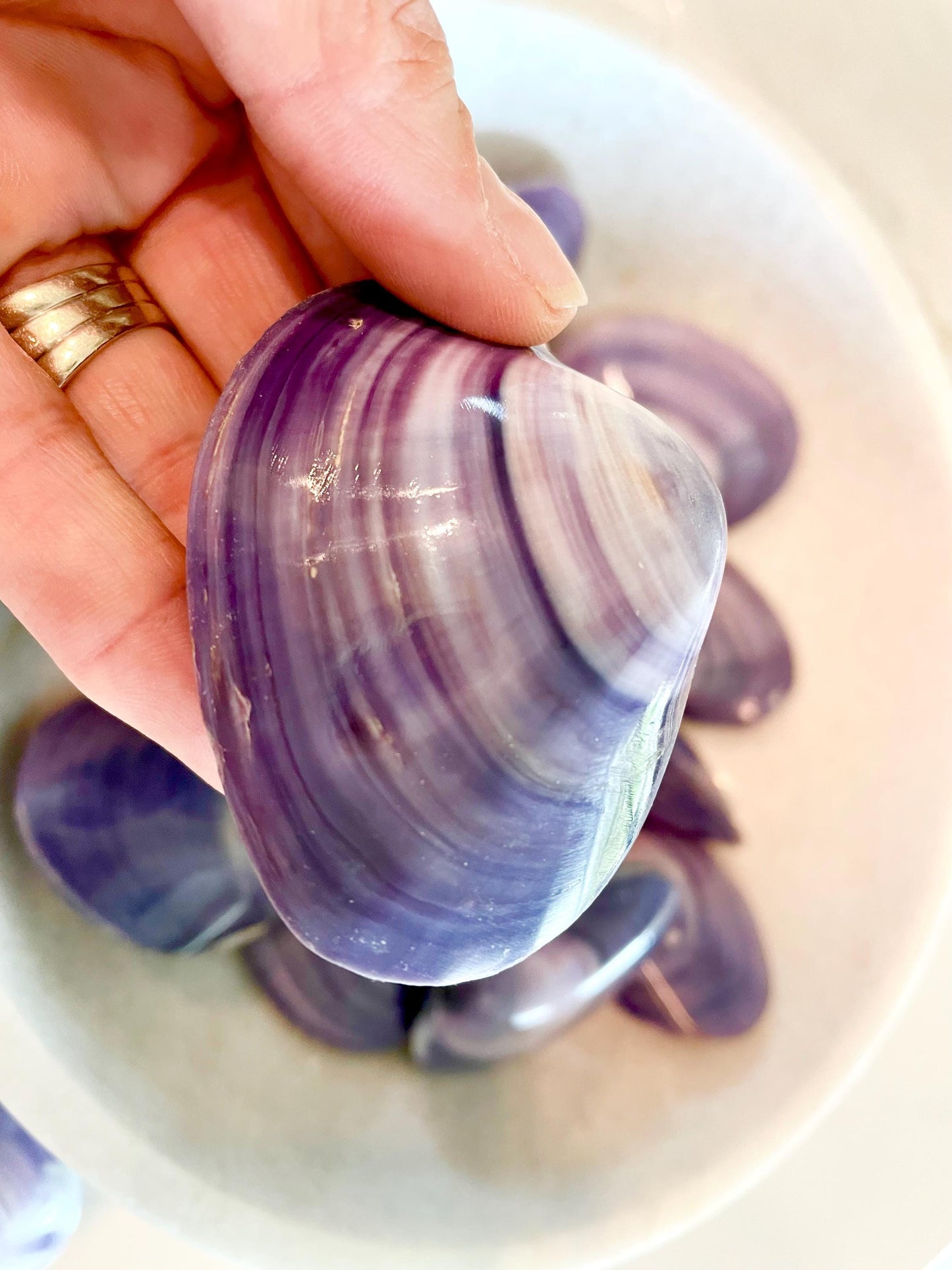 POLISHED PURPLE CLAMS *Set of 3* 2-3" Paired Shells Natural Craft Seashells