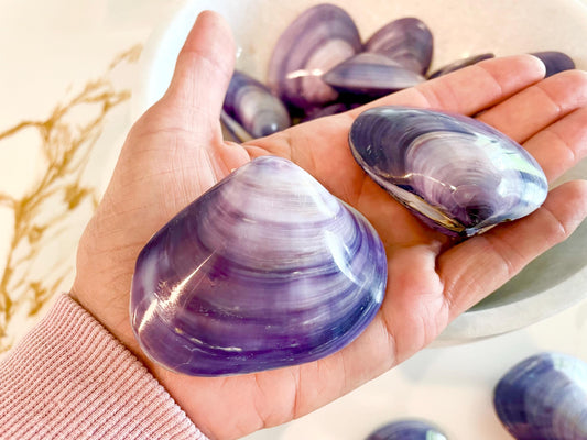 POLISHED PURPLE CLAMS *Set of 3* 2-3" Paired Shells Natural Craft Seashells