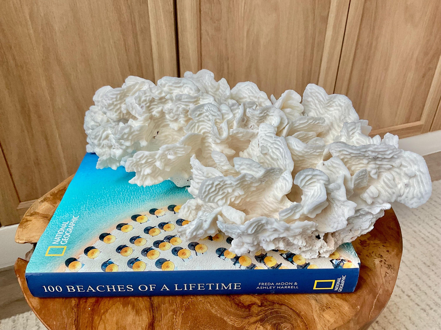 Exquisite 11.5" Natural RUGOSA CORAL Fossil Lucite Display Specimen Sculpture Ocean Art Decorative Coastal Beach Home Décor Wedding Gift