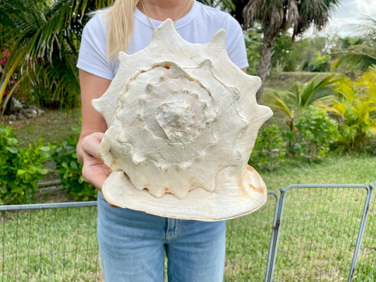 YELLOW HORNED HELMET Shell *All Sizes* Orange Polished Glossy Interior Display Seashell