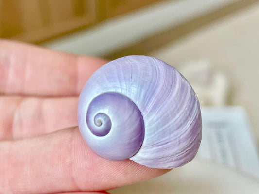 Purple Violet Sea Snail Shells 20-25mm (1") Craft Display Seashells, 1 shell per order