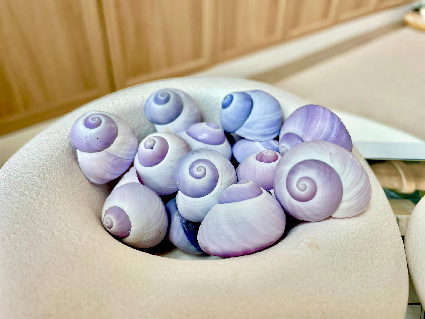 Purple Violet Sea Snail Shells 20-25mm (1") Craft Display Seashells, 1 shell per order