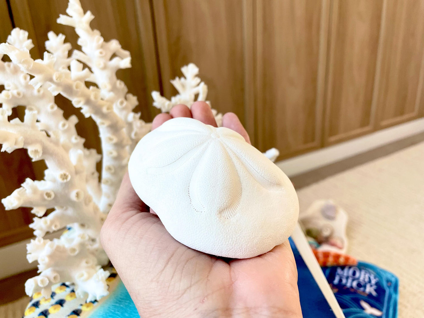 White Sea Biscuit Puffy Sand Dollar: 3-6" Size Of Your Choice