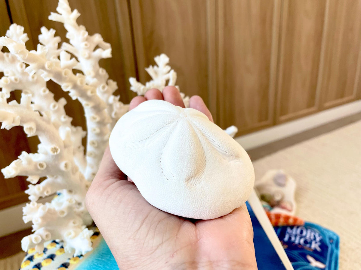 White Sea Biscuit Puffy Sand Dollar: 3-6" Size Of Your Choice