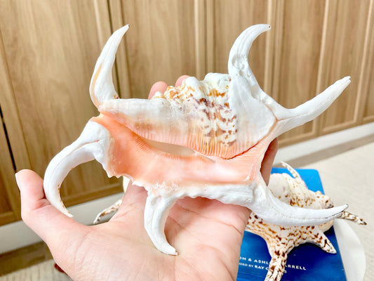 Chiragra Spider Conch Shell 8-9" Display Seashells, Harpago