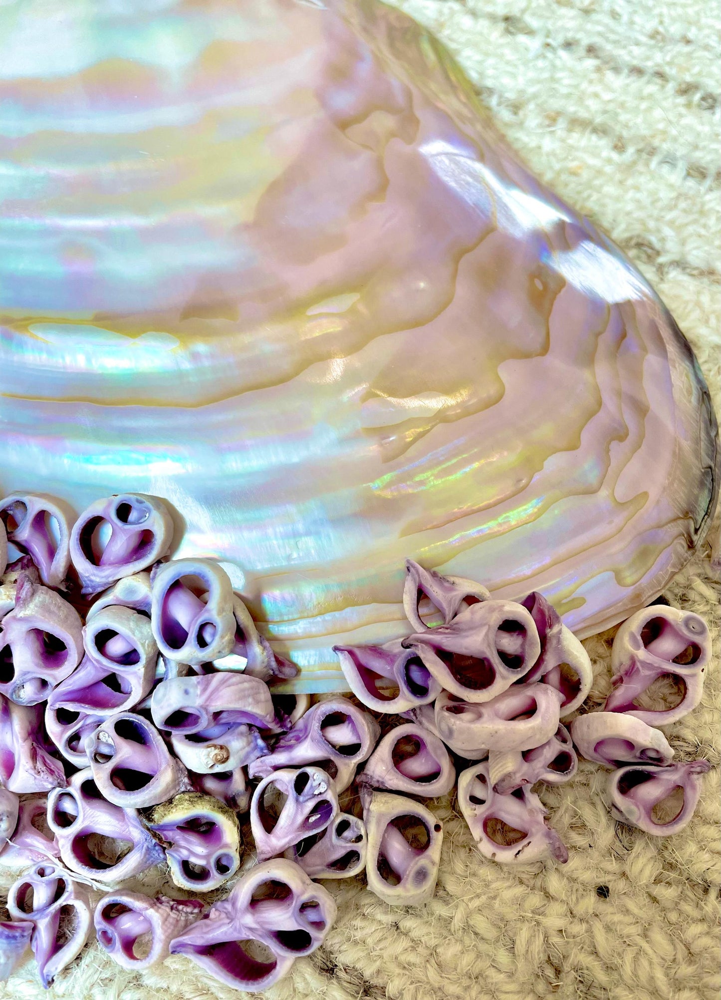 Sliced Cebu Shells, 100 Pack, Up to 3/4", Purple Violet Craft Seashells
