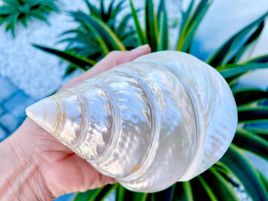 PEARLED TROCHUS SHELLS *All Sizes* Natural Iridescent Display Pyramid Top Seashells