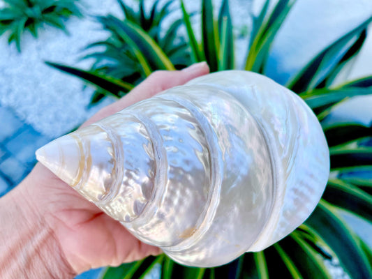 Pearled Trochus Shells: 2-5", You Choose Size, Natural Iridescent Display Top Seashells