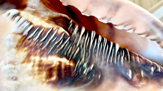 QUEEN HELMET SHELLS *All Sizes* Natural Peach Brown Display Seashells Décor