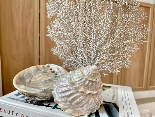Silver Sea Fan 10-16" *You Choose Size* Natural Hand Painted Coastal Décor
