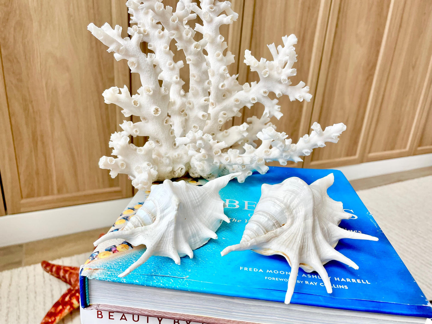 White Spider Lambis Shell *You Choose Size* Display Conch Seashells