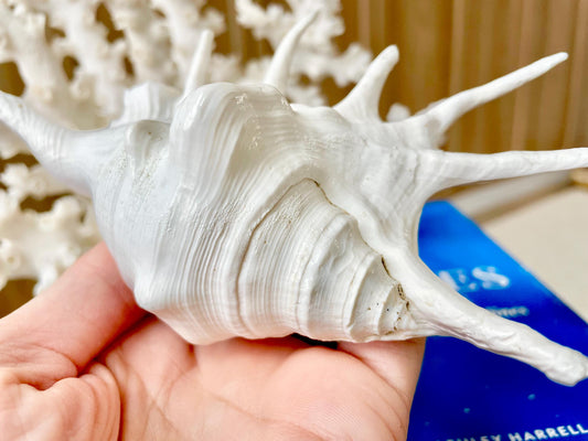 White Spider Lambis Shell *You Choose Size* Display Conch Seashells