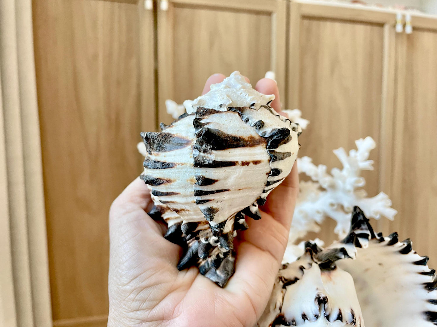 Black Murex Seashell *All Sizes* Coastal Home Décor Conch Shell
