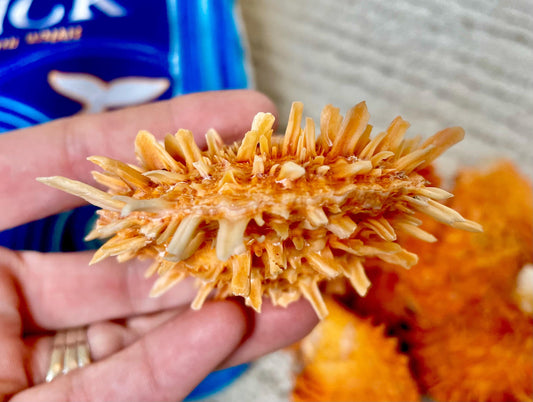 Orange Spiny Oyster Pair Shell 2.5-3" Display, Craft Seashells