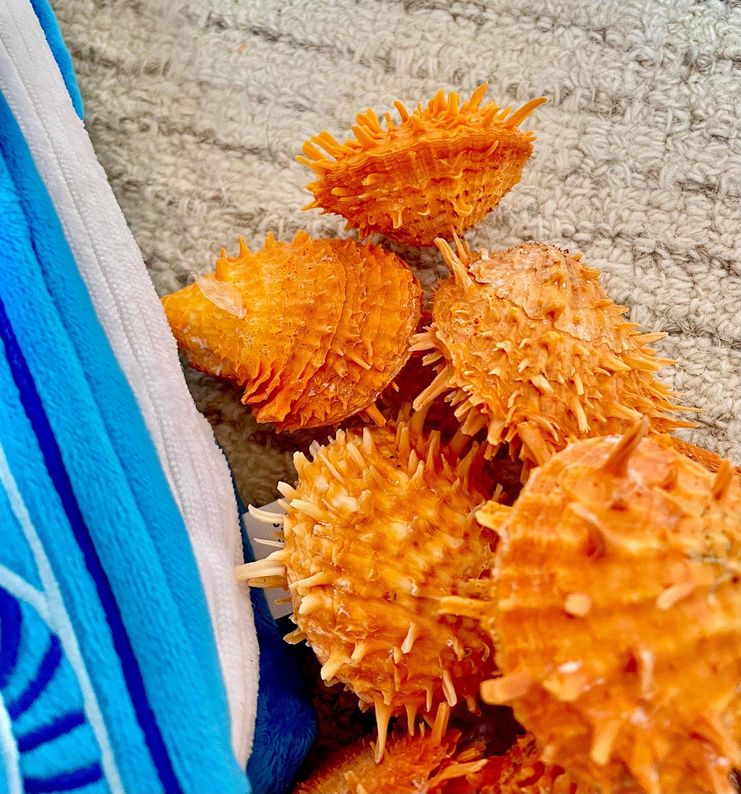 Orange Spiny Oyster Pair Shell 2.5-3" Display, Craft Seashells