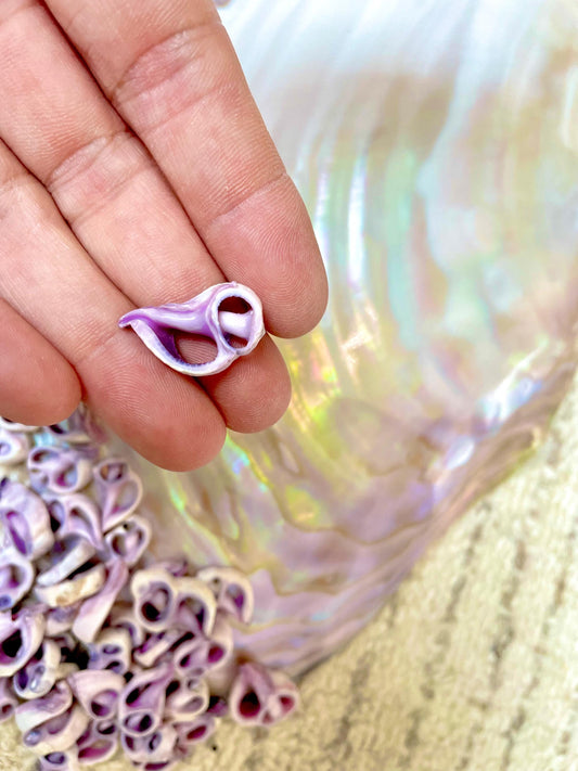 Sliced Cebu Shells, 100 Pack, Up to 3/4", Purple Violet Craft Seashells