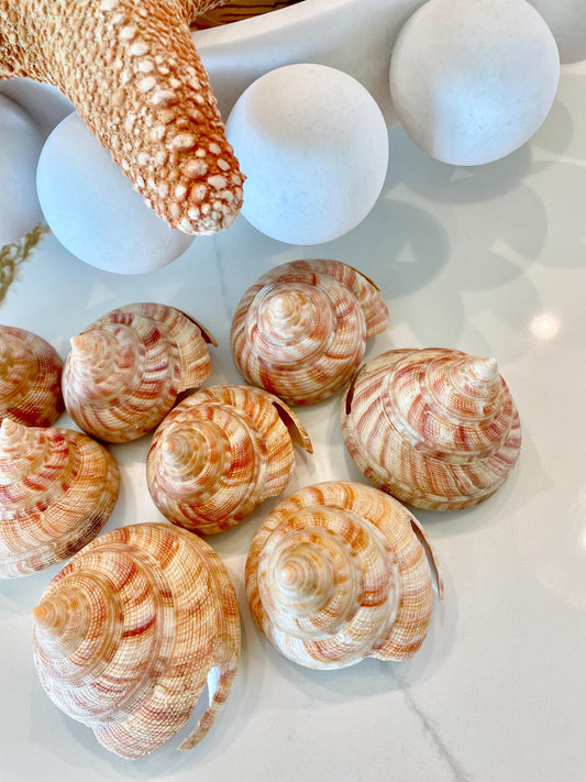 Emperors Slit Seashell 2.5-3" *Shell Of Your Choice* Mikadotrochus hirasei