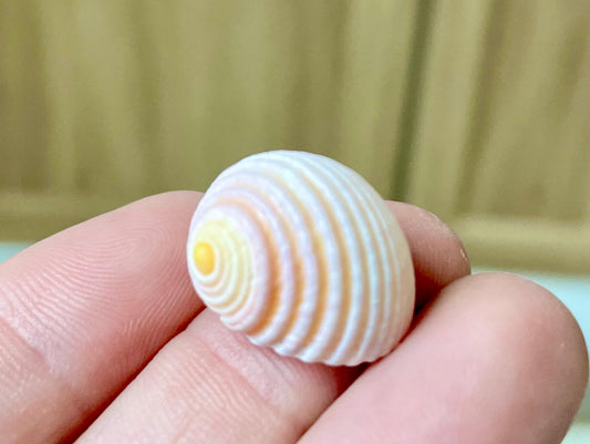 Pleated Nerite Shells 1/2"-3/4" *You Choose Quantity* Small Pink Ribbed Craft Seashells