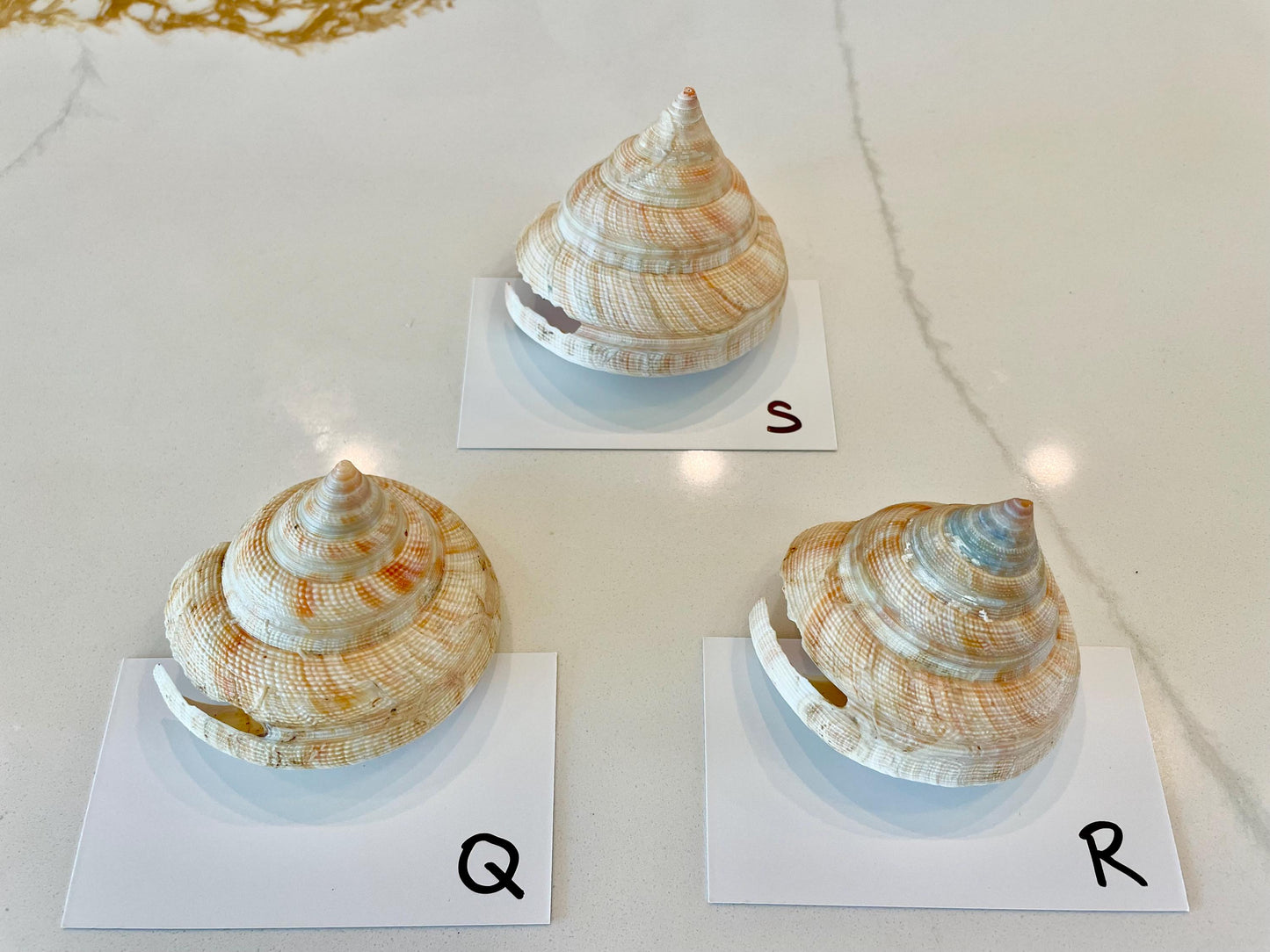 Emperors Slit Seashell 2.5-3" *Shell Of Your Choice* Mikadotrochus hirasei