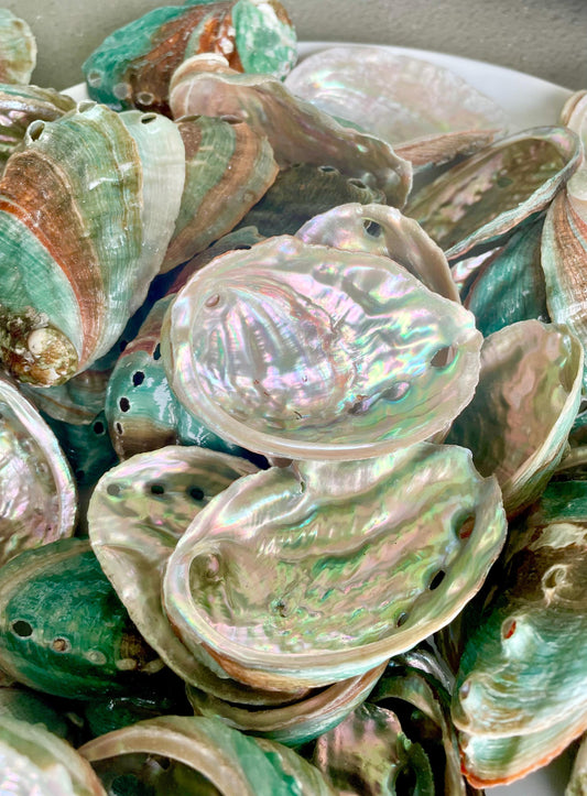 Korean Red Green Striped Abalone Shells 2.5-3" Natural Iridescent Mermaid Seashells