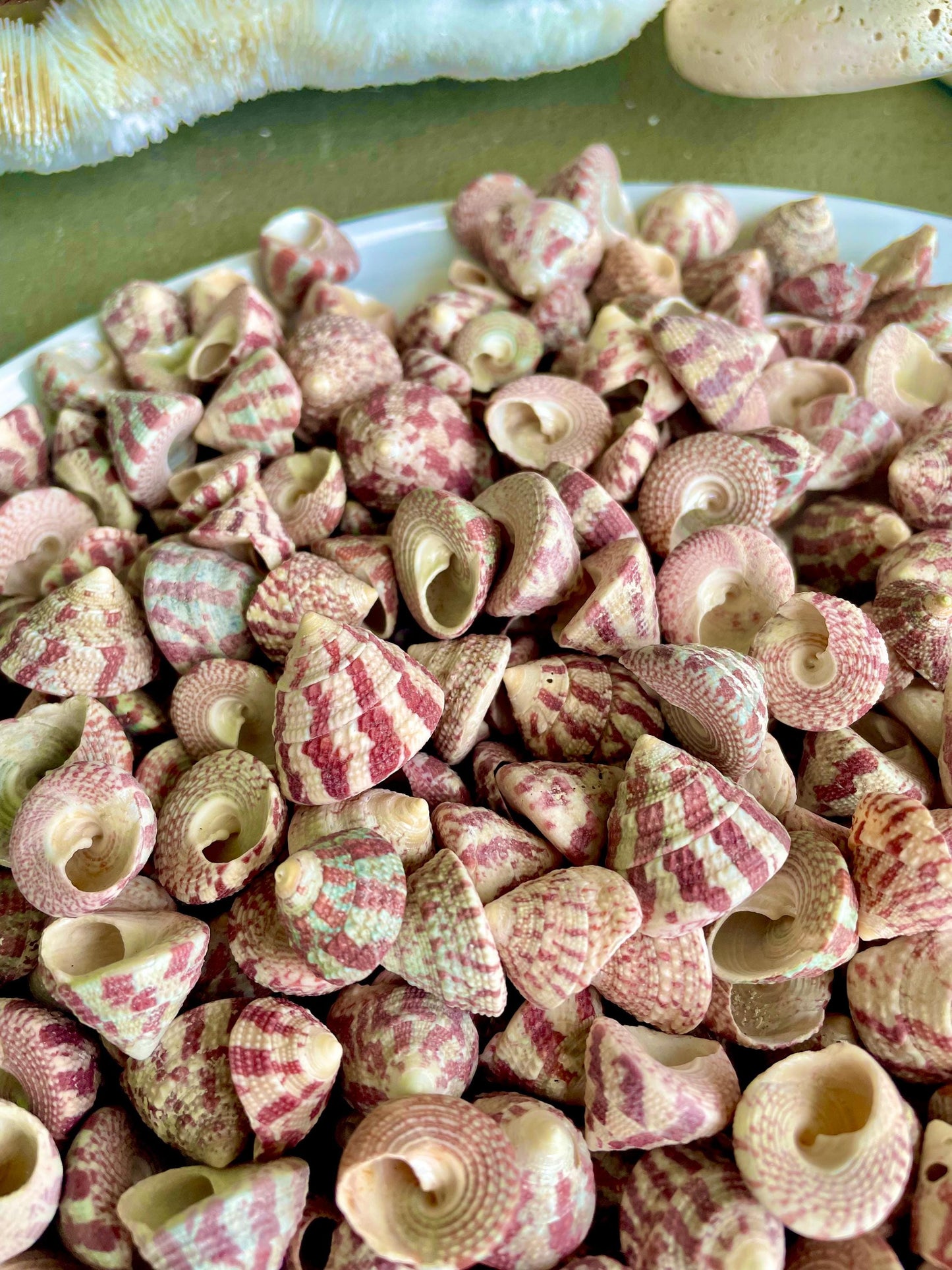 Trochus Radiatus Top Shells: 1/2 -1" Small Red Green Striped Craft Shells
