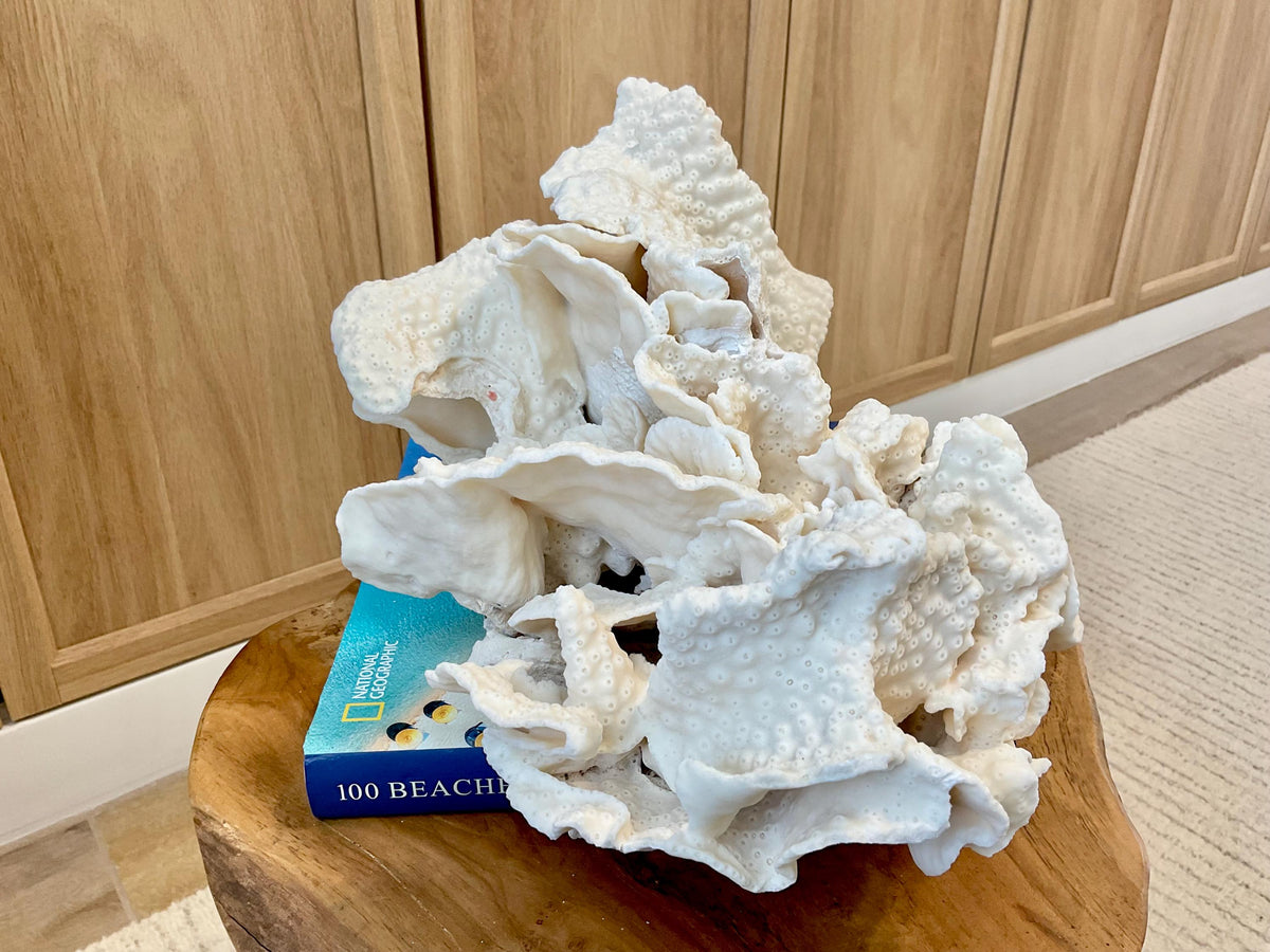 Natural Black Cup Coral Fossil Specimen: 14.5x10x7" Beach House Coastal Décor