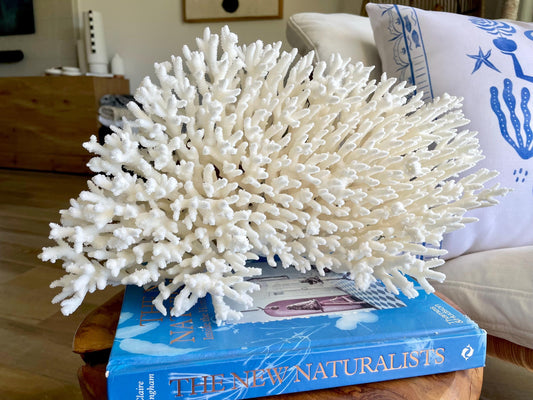 Natural TABLE CORAL 14" x 8.75" x 6" White Fossil Specimen Coastal Beach House Décor