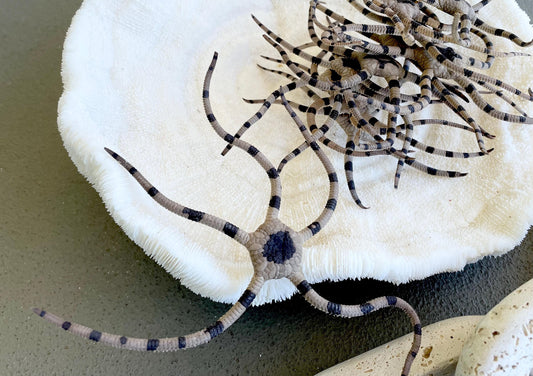 Preserved Brittle Stars: 5-7" *You Choose Size* Dried Rare Ocean Specimen