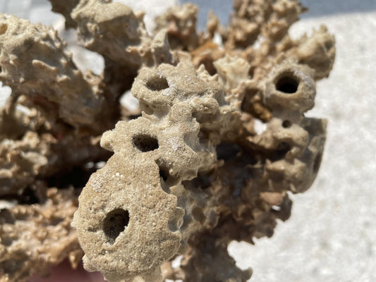 Beach Found Natural Stove Pipe Sea Sponge 13.5" Coastal Home Décor