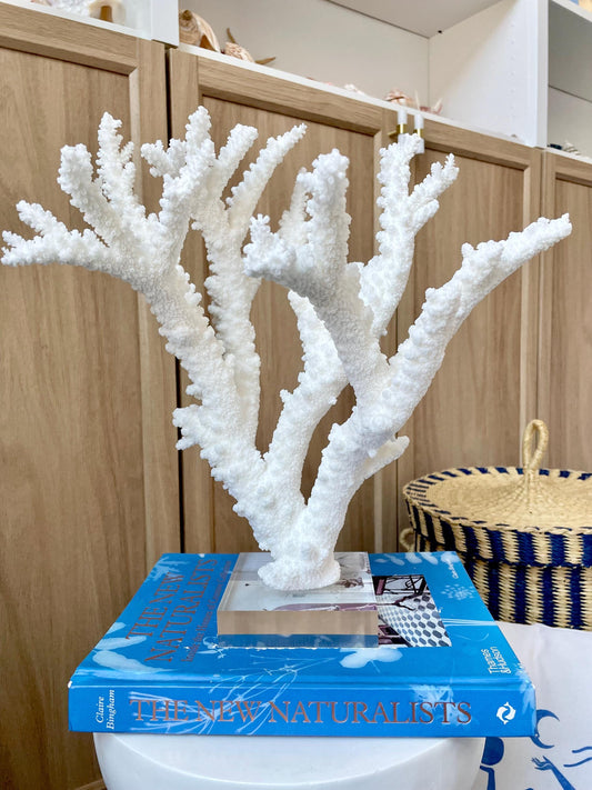 Mounted BRANCH CORAL 13.75" x 12" x 10" Fossil Specimen Coastal Display Beach House Décor