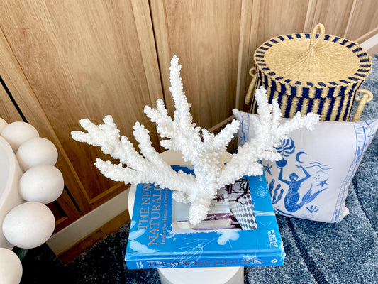 Mounted BRANCH CORAL 15" x 10.75" x 7.5" Fossil Specimen Coastal Display Beach House Décor