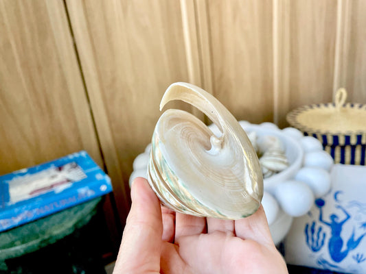 Green Spiral Cut Trochus Seashell: You Choose Size, Natural Shells Décor