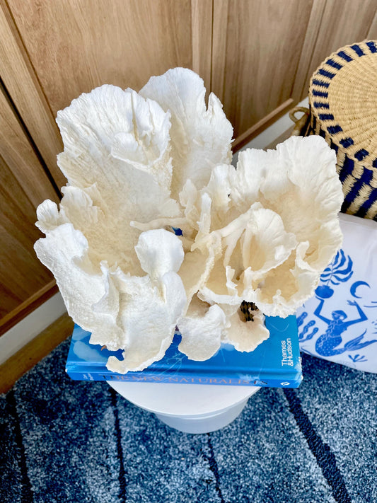 Natural Poca Coral Fossil: 9.5" x 9.5" x 8.5" Coastal Beach House White Décor