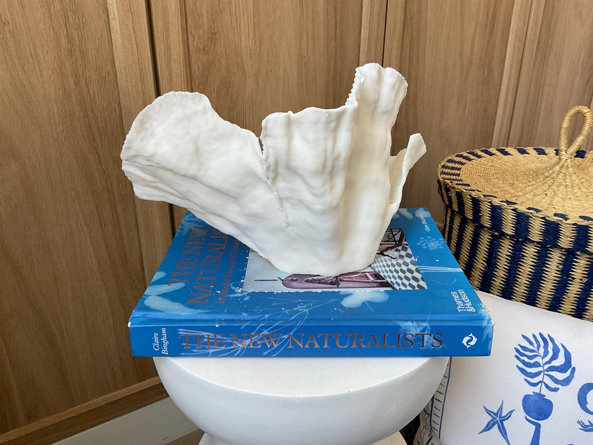 Cup Rugosa Coral Fossil Specimen: 11” x 6” x 7” Coastal Beach House Décor