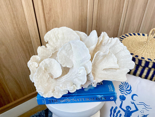 Natural Spiral Cup Coral Fossil: 14" x 11" x 7" Coastal Beach House White Décor
