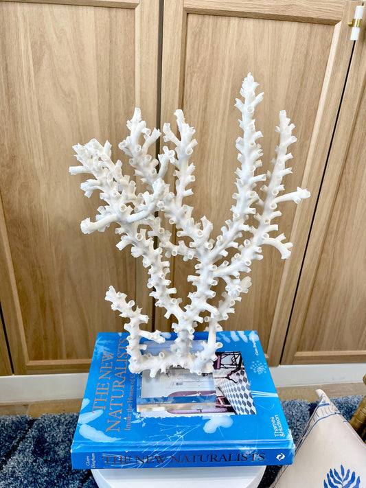 Mounted Octopus Coral Natural Fossil: 15.5"x10"x4" Coastal Beach Home Décor