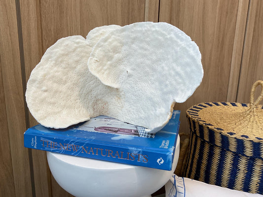 Natural Spiral Cup Coral Fossil: 12" x 6" x 8" Coastal Beach House White Décor