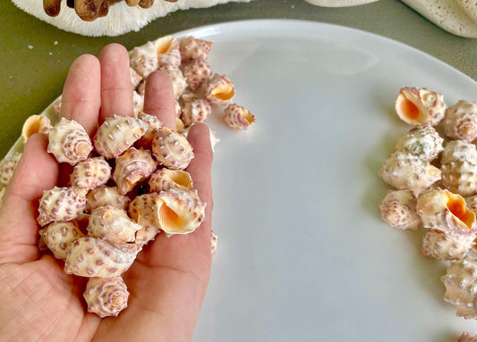 Orange Morum Drupa Shells: .5-1.5" *You Choose Quantity & Size* Spotted Small Craft Seashells