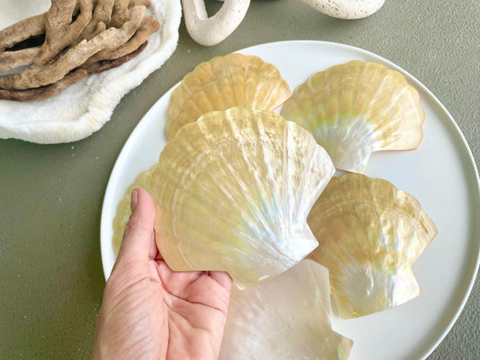 Golden Mother of Pearl Scallop Shell: 5" Gold Lip Coastal Craft Seashell