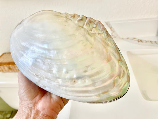 Handmade 8" Mussel Shell Jewelry Gift Box Iridescent Mother of Pearl Coastal Décor
