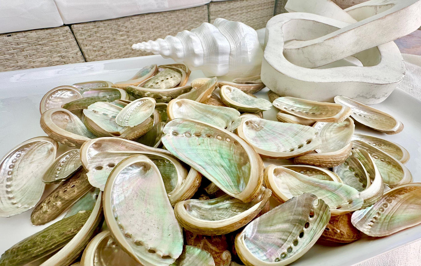 Donkey Ear Abalone Shells (1.5-3") Natural Green Silver Seashells for Craft & Coastal Décor