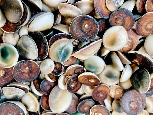 GREEN CAT EYE Operculum Shells .5-1" *You Choose Quantity* Small Craft Seashells