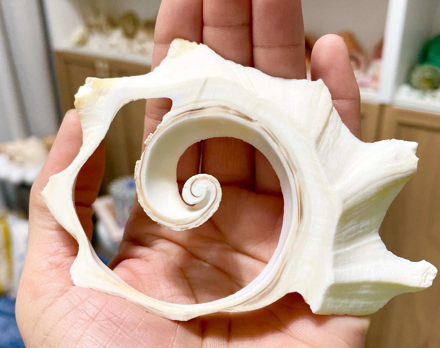 Spiral Whelk Shell Cut Slices 1"-4.5", *You Choose Size* Craft Seashells