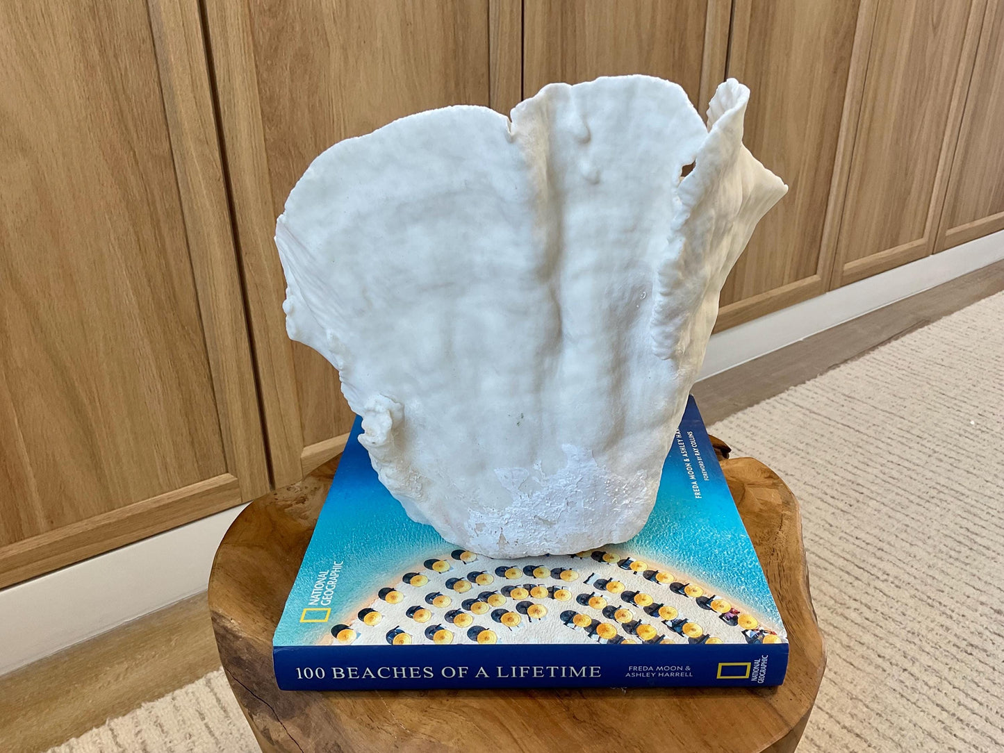 Natural Spiral Cup Coral Fossil Specimen: 9.5x9x10.5" Beach House Coastal Décor