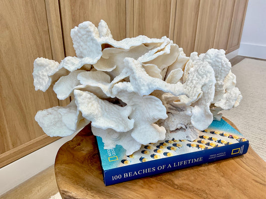 Natural Black Cup Coral Fossil Specimen: 14.5x10x7" Beach House Coastal Décor